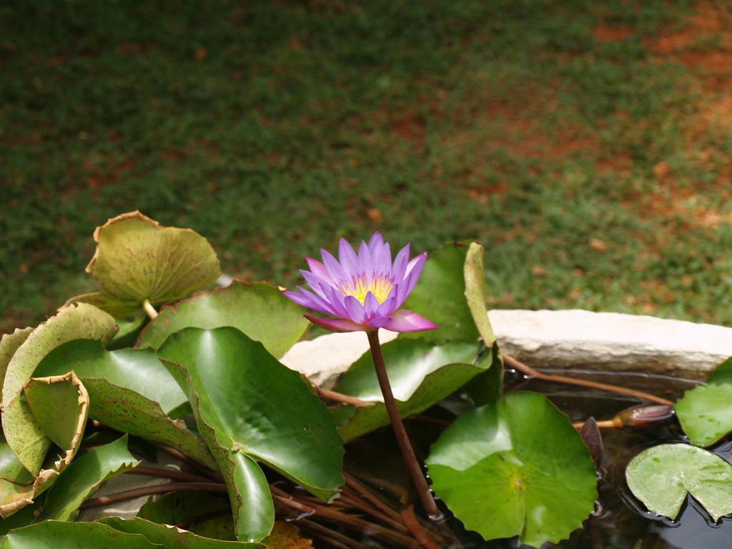 Welimaluwa Resort Sigiriya Kibissa Dış mekan fotoğraf